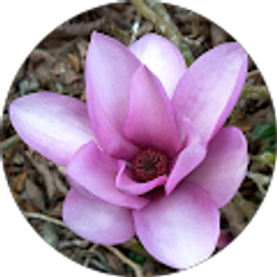 Profile photo of Morgan Kreiser