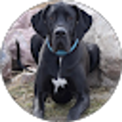Profile photo of Christopher Bingham