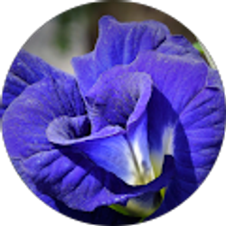 Profile photo of Bobbie Jane