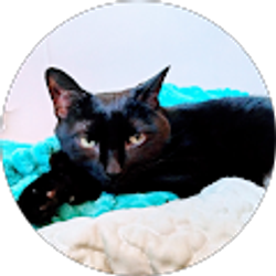 Profile photo of Lisa Coito