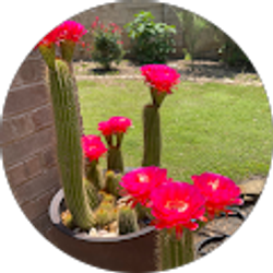 Profile photo of Olivier Meyjonade