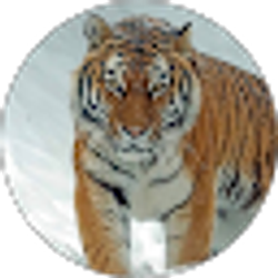 Profile photo of Tee Eee