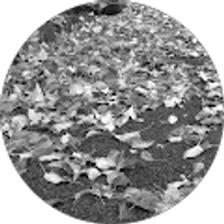 Profile photo of Kya Andrade