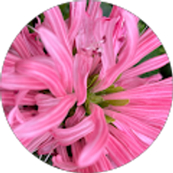 Profile photo of Carrie Baylor