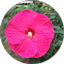 Profile photo of Its Sue