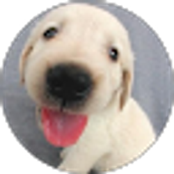 Profile photo of Rui Wang