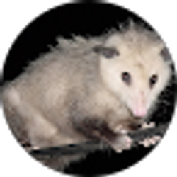 Profile photo of The Possum