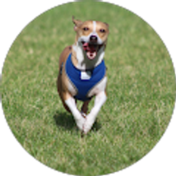 Profile photo of danny pena