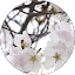 Profile photo of Jaelynn Basso