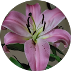 Profile photo of Iris Funes