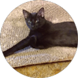 Profile photo of Harry Louis