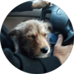 Profile photo of Dave Holt