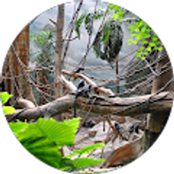 Profile photo of Lin Guan