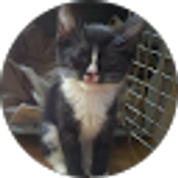 Profile photo of Karen Cusson