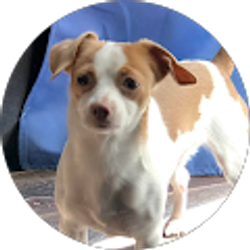 Profile photo of Michelle Bello