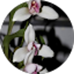 Profile photo of Marvin Max