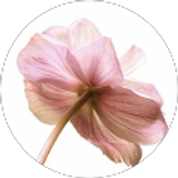 Profile photo of isa