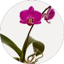 Profile photo of Martin Soto