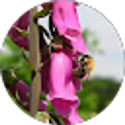 Profile photo of emily harris-suljic