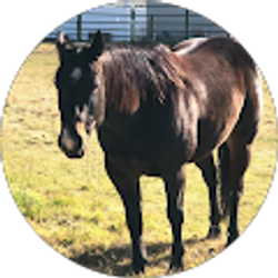 Profile photo of Tammy Spracklen