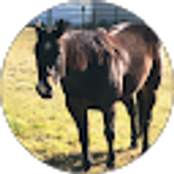 Profile photo of Tammy Spracklen
