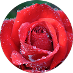 Profile photo of Camille Rose