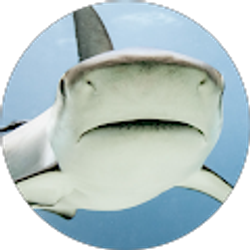 Profile photo of Shane Mason