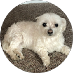 Profile photo of Shannah Falcone