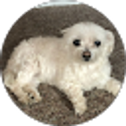 Profile photo of Shannah Falcone