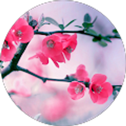 Profile photo of Diane L