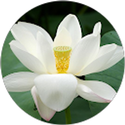 Profile photo of TaShone Ray