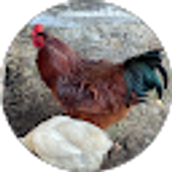 Profile photo of LavaL