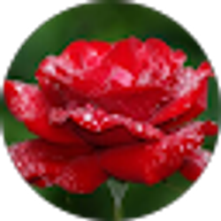 Profile photo of Kasey Reynolds
