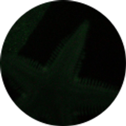 Profile photo of Sarah Ostertag