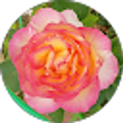Profile photo of Crystal Burnsworth