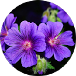 Profile photo of Mulholland Chiropractic