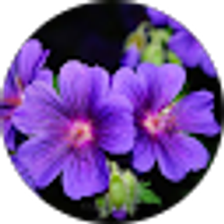 Profile photo of Mulholland Chiropractic