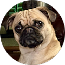 Profile photo of Pug InOP