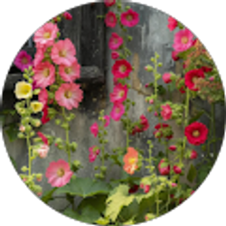 Profile photo of Rhonda Whitworth