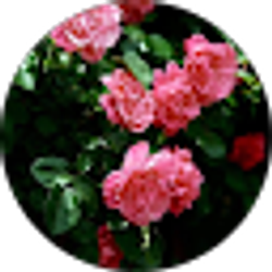 Profile photo of Aubrey Hanes