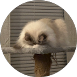 Profile photo of Kangerkong9