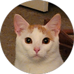 Profile photo of Kimi