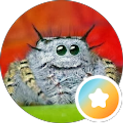 Profile photo of Spider About Town