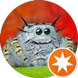 Profile photo of Spider About Town