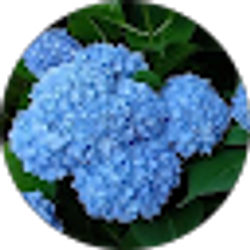 Profile photo of Debra Kellogg