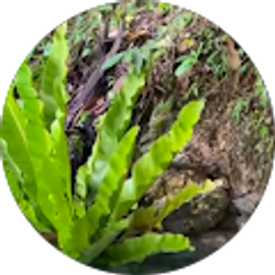 Profile photo of Junia Bananao