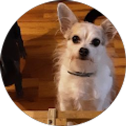 Profile photo of Carol Williams Carol Williams