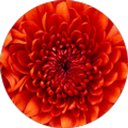 Profile photo of Kirsten Lozano`