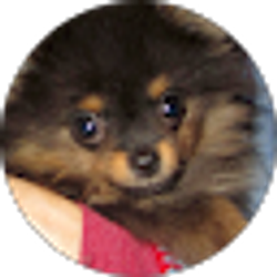 Profile photo of Wendy Donnelly (Dottie’s mom)