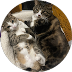 Profile photo of Adiba Zakir